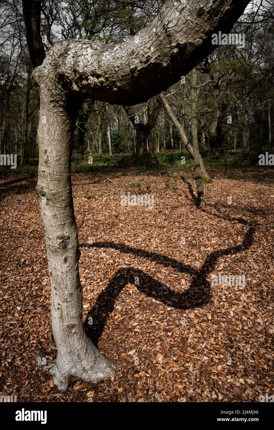 L'ombra di un vecchio albero piegato e ritorto cade sul terreno nel bosco, Worcestershire, Inghilterra. Foto Stock