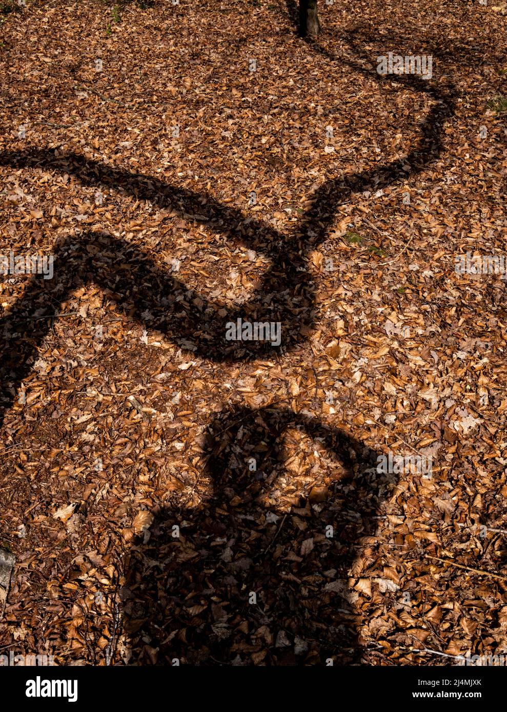 L'ombra di un vecchio albero piegato e ritorto cade sul terreno nel bosco, Worcestershire, Inghilterra. Foto Stock