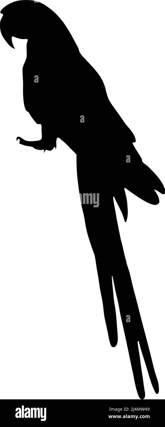 Silhouette nera di un pappagallo su sfondo bianco. Immagine vettoriale. Illustrazione Vettoriale