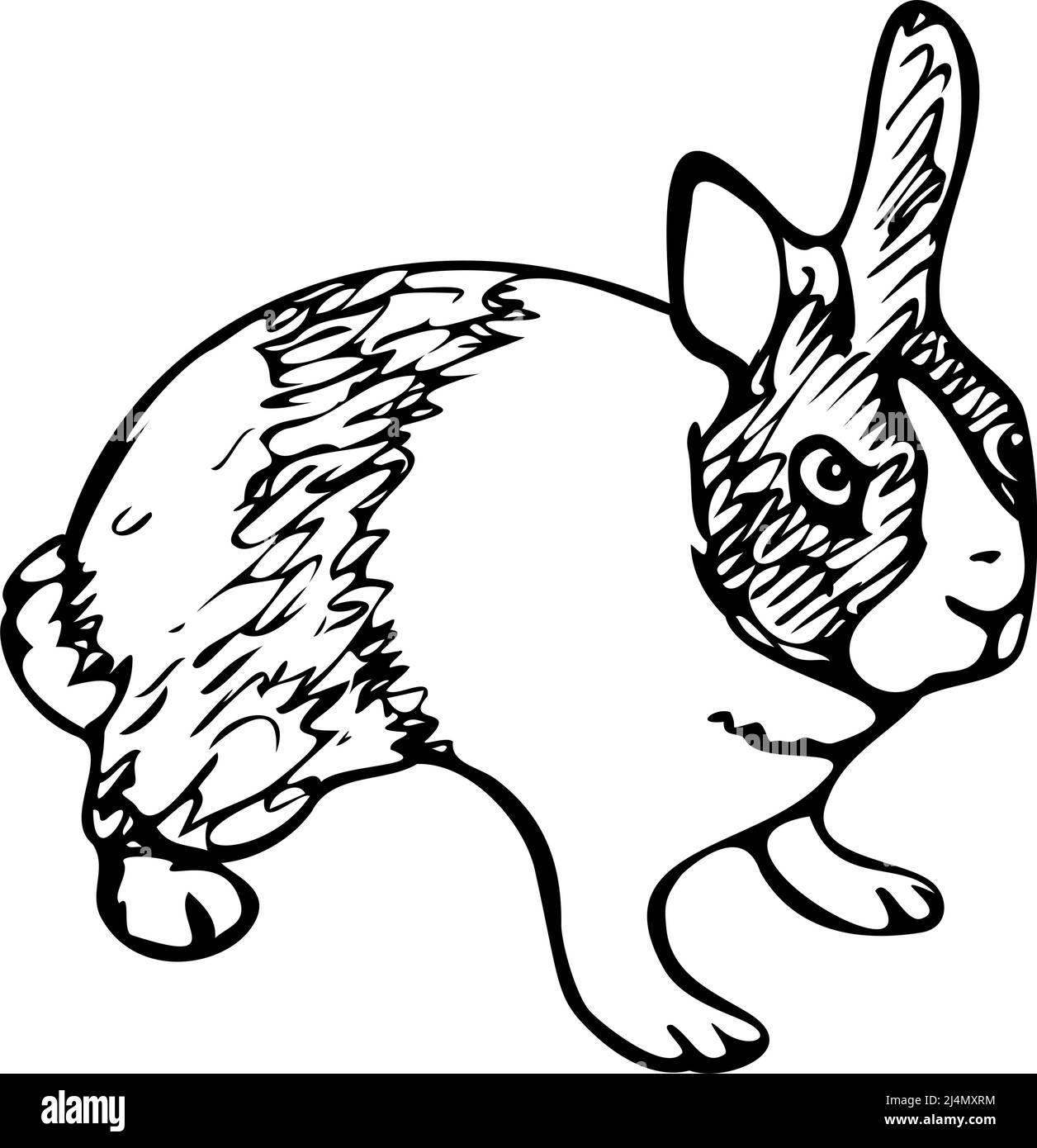 Illustrazione vettoriale del coniglio. Coniglietto disegnato a mano. Illustrazione Vettoriale Illustrazione vettoriale del coniglio. Coniglietto disegnato a mano. Illustrazione Vettoriale