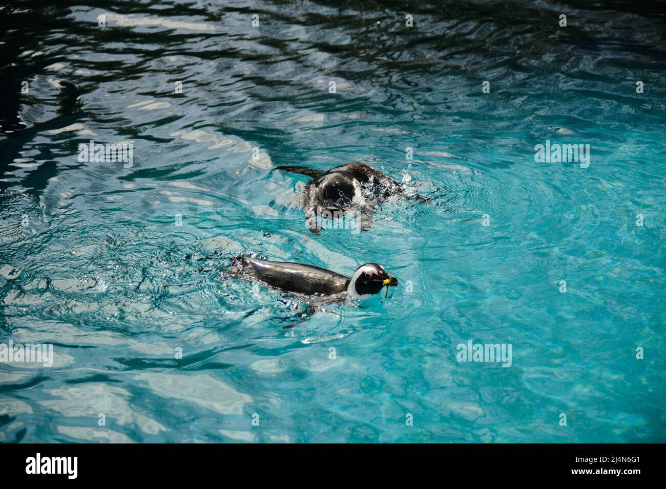 Pinguini da nuoto, acqua di colore turchese e pinguini di colore bianco e nero. Foto Stock