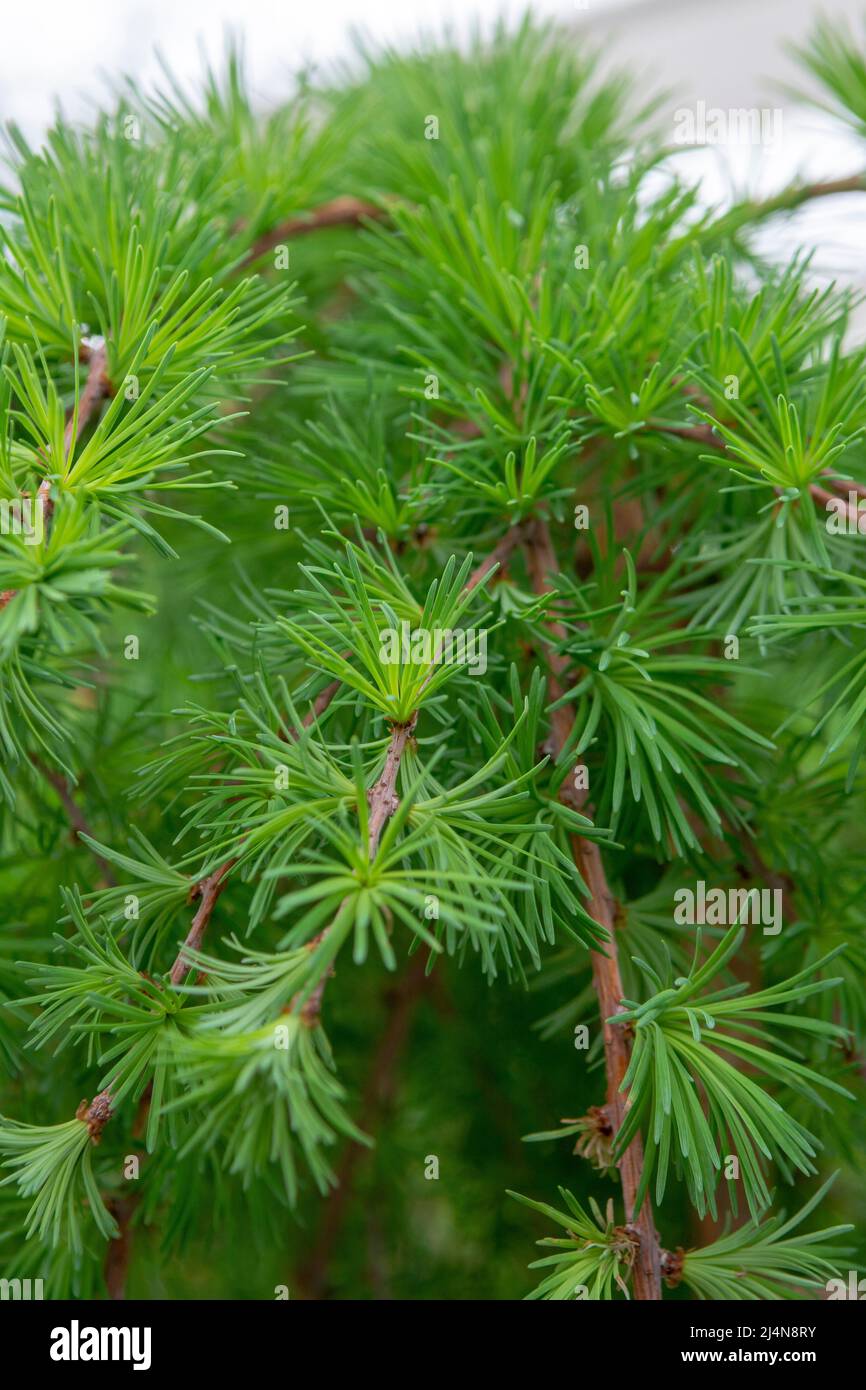 L Albero Di Larice Immagini E Fotografie Stock Ad Alta Risoluzione - Foto 7