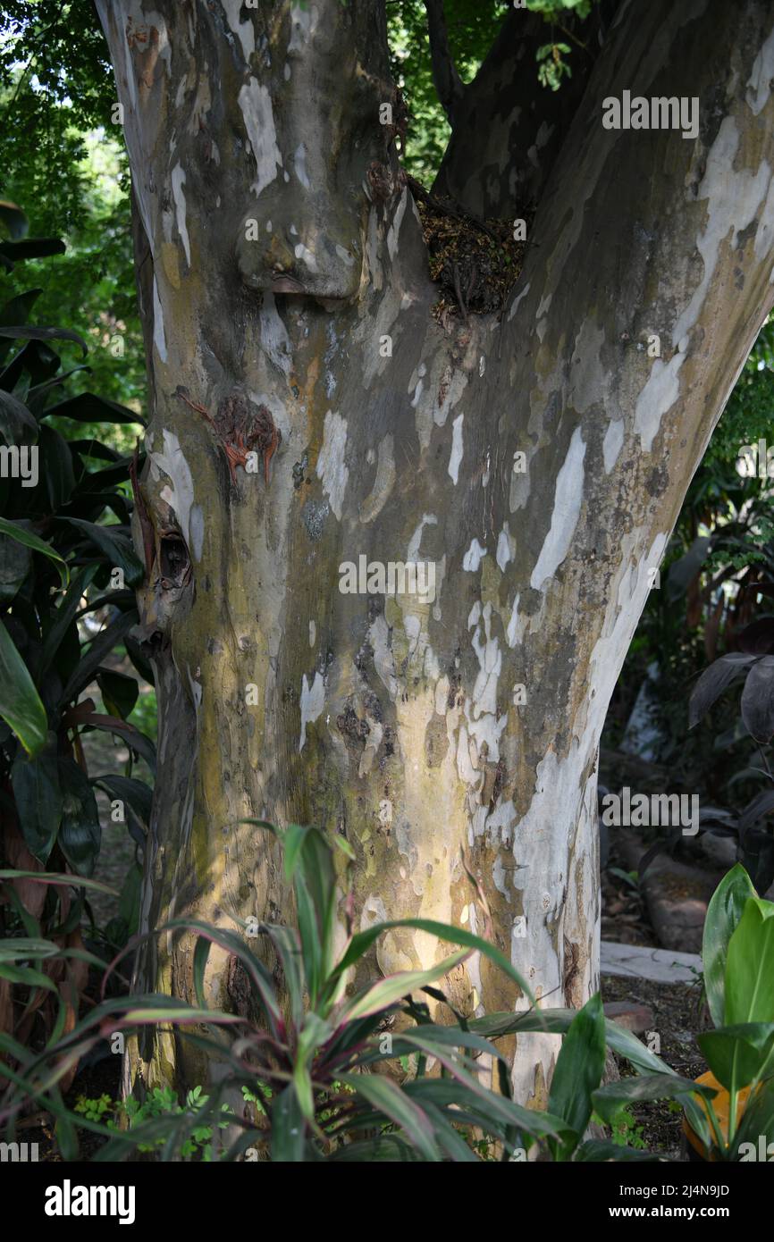 Tronco di Libidibia ferrea (precedentemente Caesalpinia ferrea) comunemente noto come Ironwood brasiliano o Pau ferro, Jucá, Morado, e albero leopardo. Zoologico Foto Stock