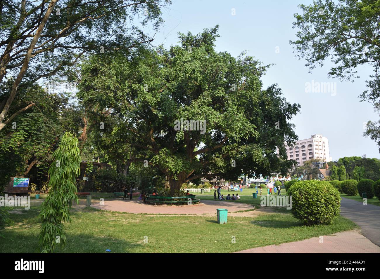 Ficus benjamina, comunemente noto come fico piangente, fico Benjamin, albero Ficus. Giardino zoologico, Alipore, Kolkata, Bengala Occidentale, India. Foto Stock