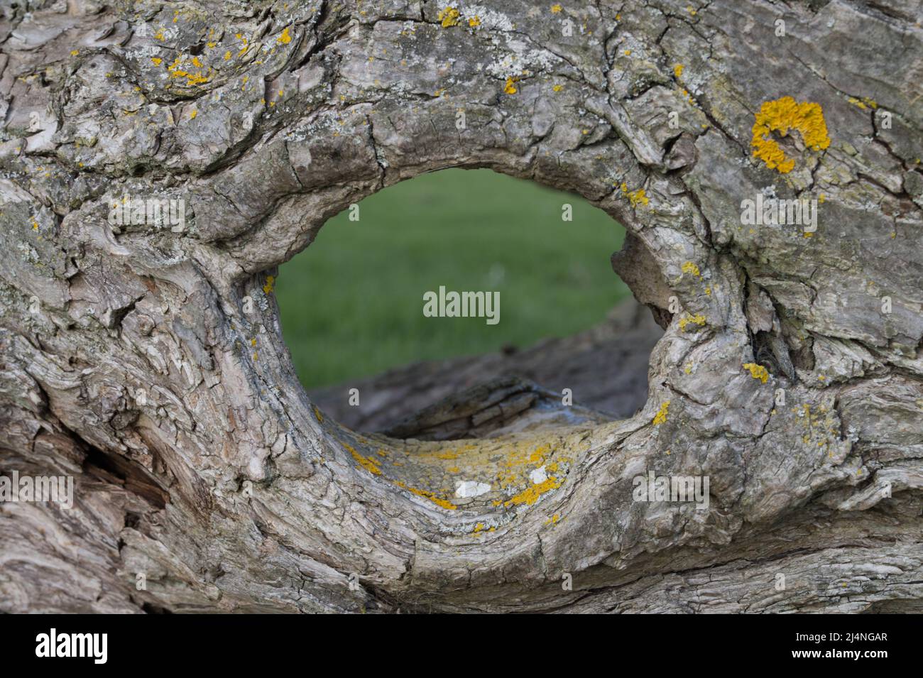 Foro a forma di occhio nel tronco vecchio dell'albero del salice Foto Stock
