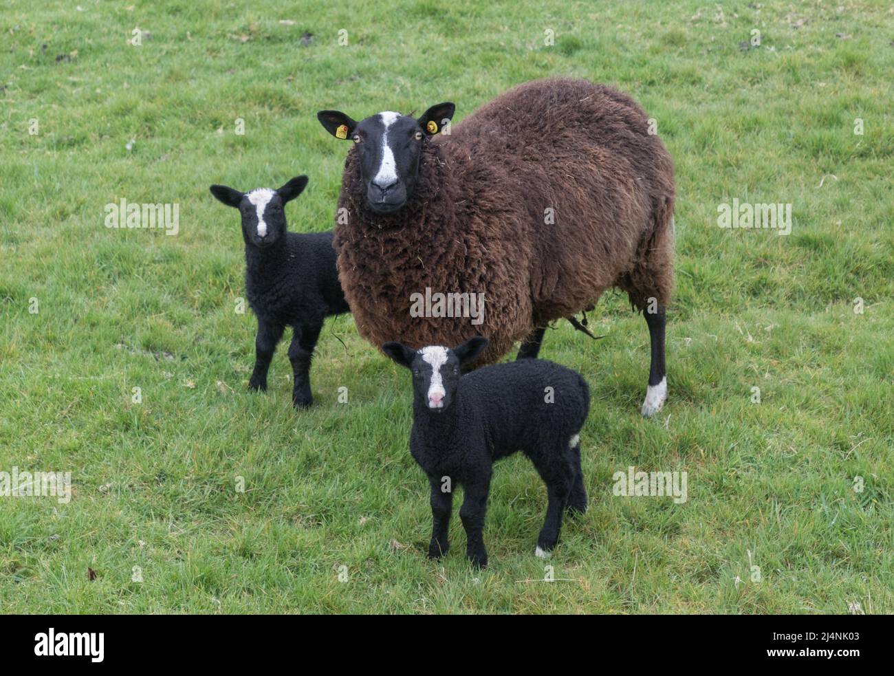 Mealagh Valley, Bantry, Cork, Irlanda. 16th aprile 2022. Due agnelli con la loro madre in una fattoria nella Mealagh Valley, Bantry, Co. Cork, Irlanda. - Credit; David Creedon / Alamy Live News Foto Stock