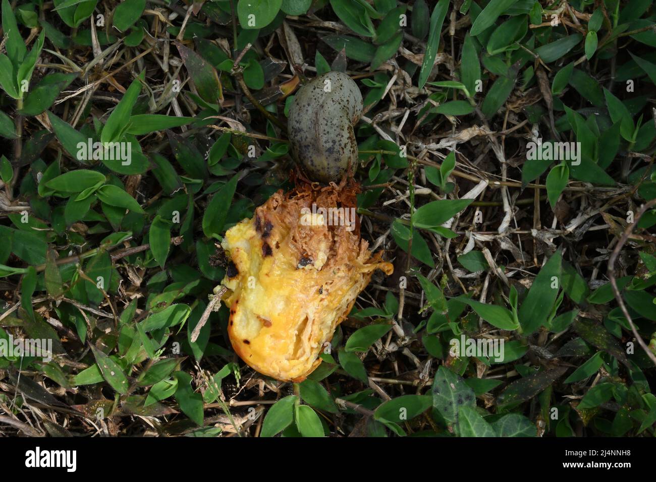 Una mela di Cashew guastata con il seme di Cashew sul terreno erboso, questo era il frutto di Cashew mangiato e seme disperso dai pipistrelli Foto Stock