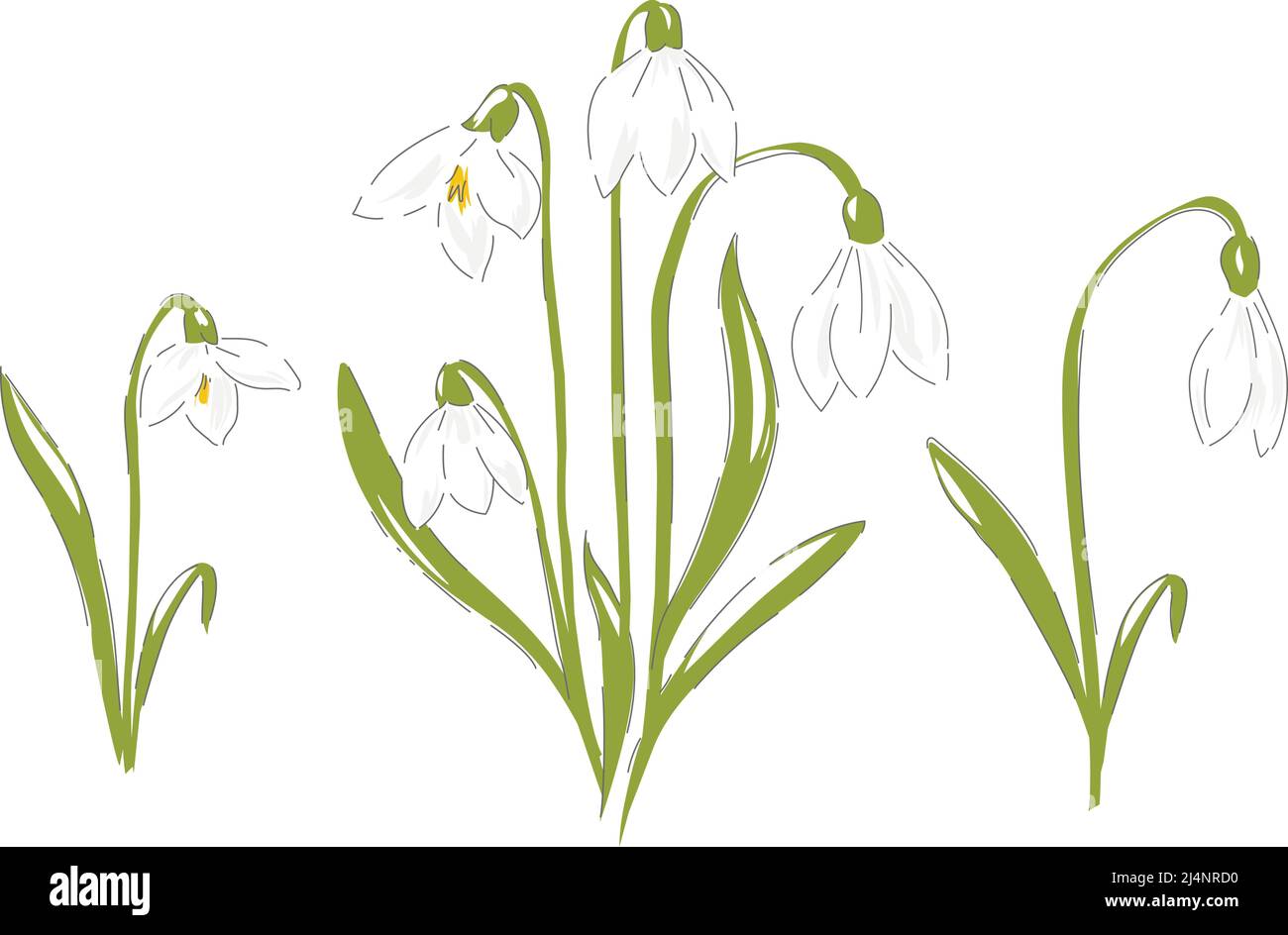 Snowdrops primaverile fiore botanico disegno a mano vettore illustrazione set isolato su bianco. Vintage foresta romantica fiori selvatici curiosità cabinet stampa estetica. Illustrazione Vettoriale