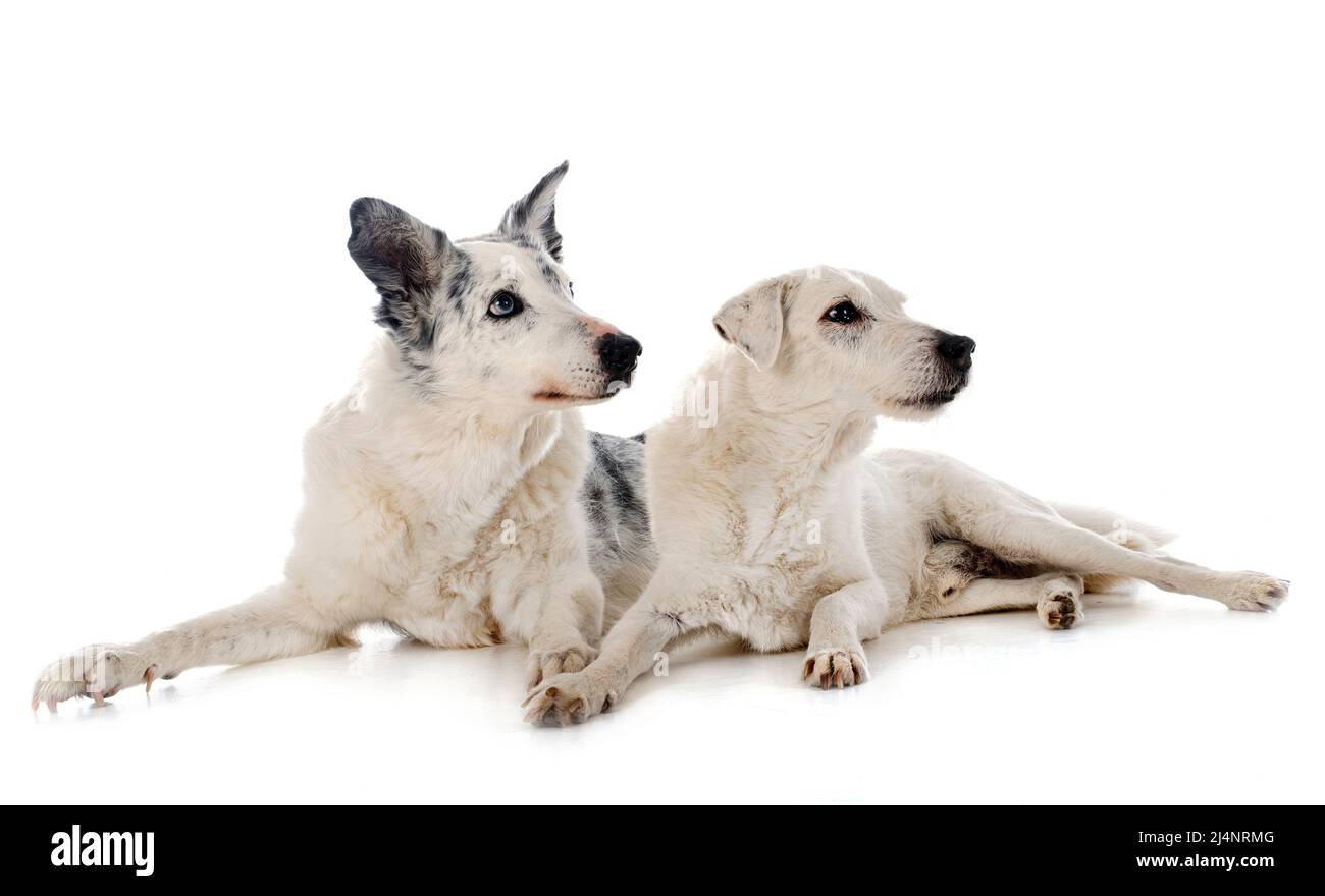parson russell terrier e collie di confine di fronte a sfondo bianco Foto Stock