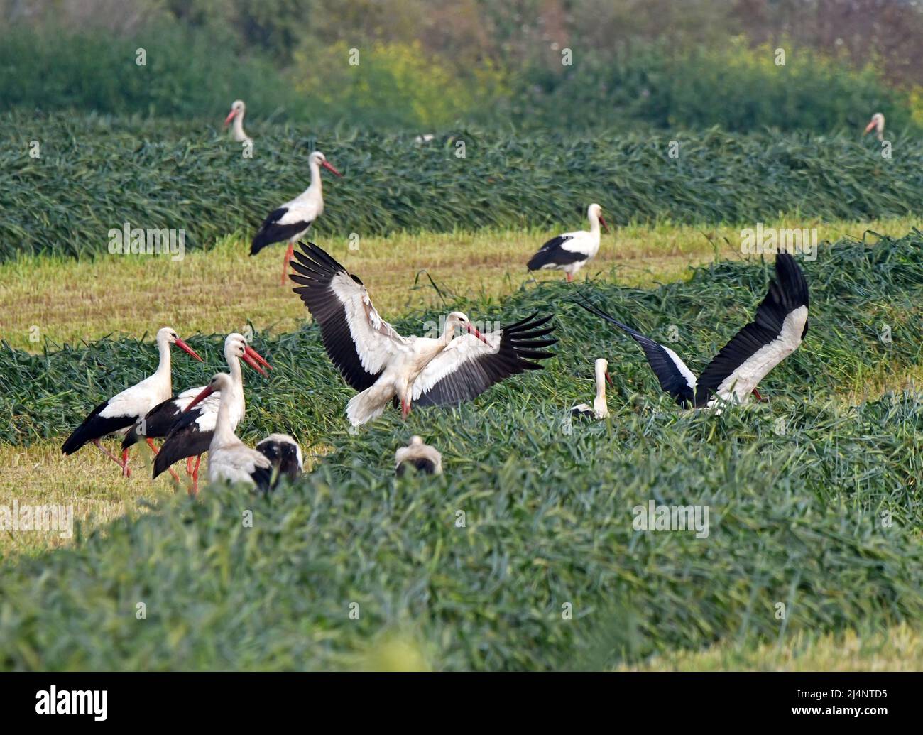 Cicogne terra in campo di grano durante la migrazione, Israele Foto Stock