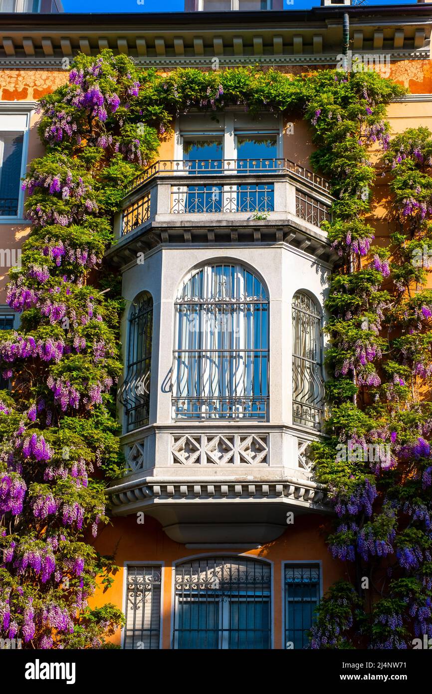 Glicine in un palazzo storico di Torino, Piemonte, Italia Foto Stock