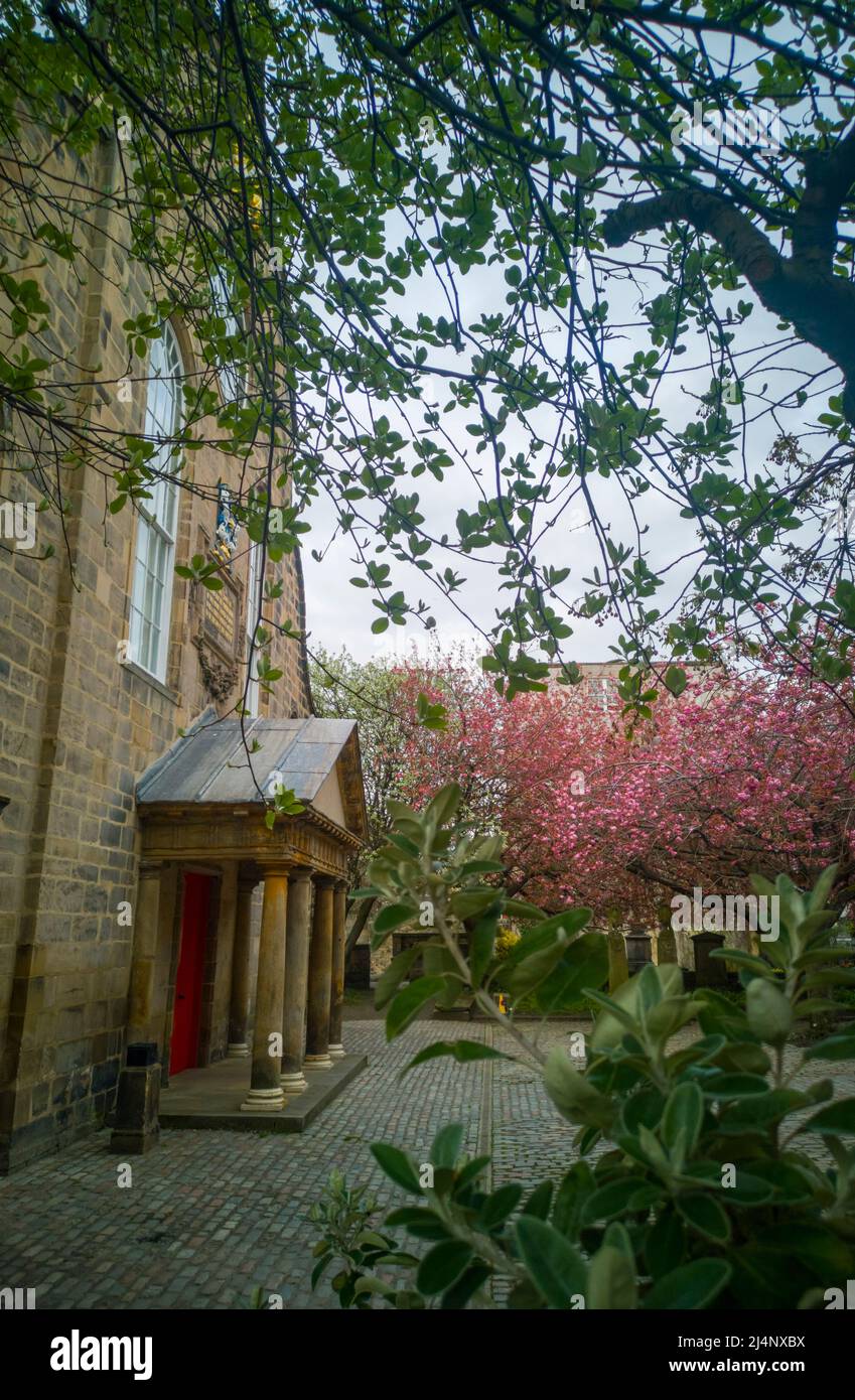 Canongate Kirk, Canongate, Royal Mile, Edimburgo, Regno Unito. 16th Apr 2022. REGNO UNITO. Meteo. Una fioritura di ciliegi rosa alle porte d'ingresso di Canongate Kiek sul Royal Mile di Edimburgo. La Kirk of the Canongate, o Canongate Kirk, serve la Parrocchia di Canongate nel centro storico di Edimburgo, in Scozia. È una congregazione della Chiesa di Scozia. La parrocchia comprende il Palazzo di Holyroodhouse e il Parlamento scozzese. Credit: phil wilkinson/Alamy Live News Foto Stock