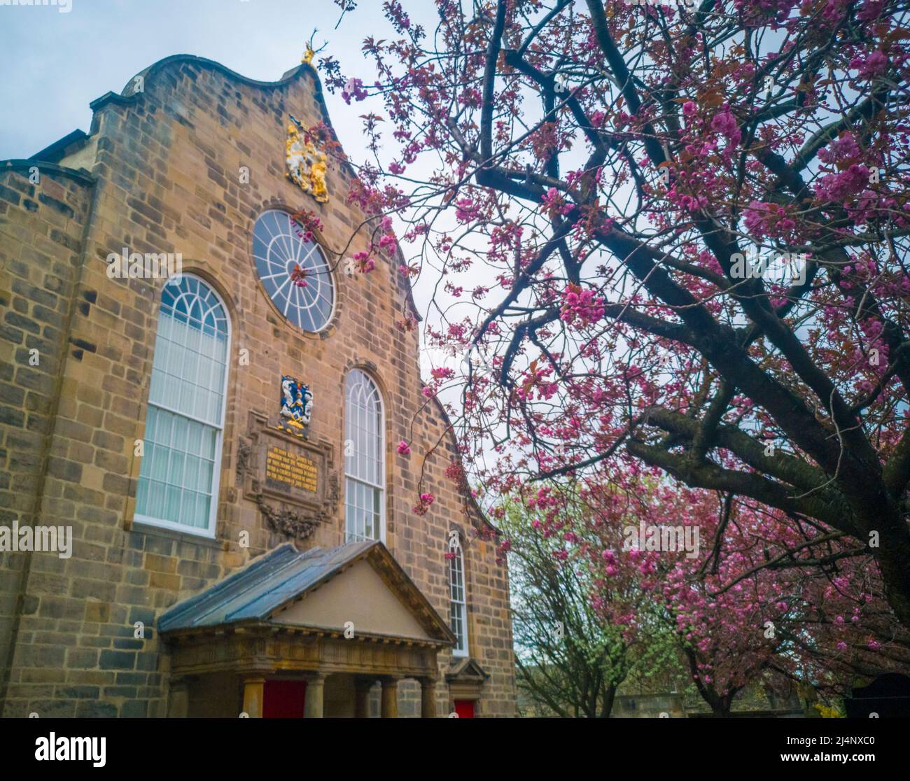 Canongate Kirk, Canongate, Royal Mile, Edimburgo, Regno Unito. 16th Apr 2022. REGNO UNITO. Meteo. Una fioritura di ciliegi rosa alle porte d'ingresso di Canongate Kiek sul Royal Mile di Edimburgo. La Kirk of the Canongate, o Canongate Kirk, serve la Parrocchia di Canongate nel centro storico di Edimburgo, in Scozia. È una congregazione della Chiesa di Scozia. La parrocchia comprende il Palazzo di Holyroodhouse e il Parlamento scozzese. Credit: phil wilkinson/Alamy Live News Foto Stock