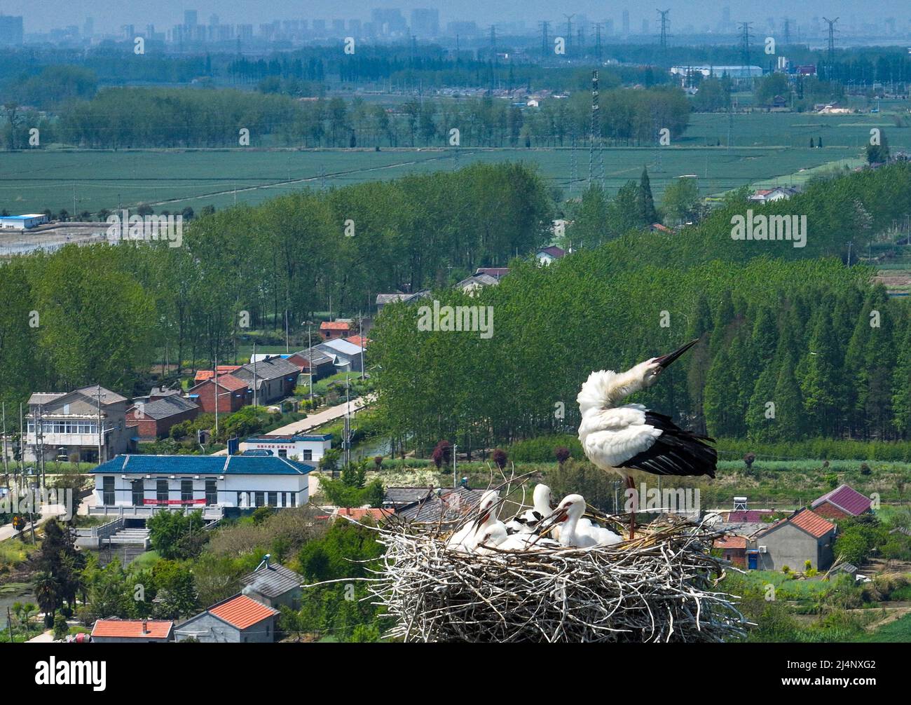 HUAI'AN, CINA - 17 APRILE 2022 - Un paio di cicogne bianche orientali si prendono cura di quattro giovani uccelli nel loro nido su una torre di trasmissione di potenza in Yintu T. Foto Stock