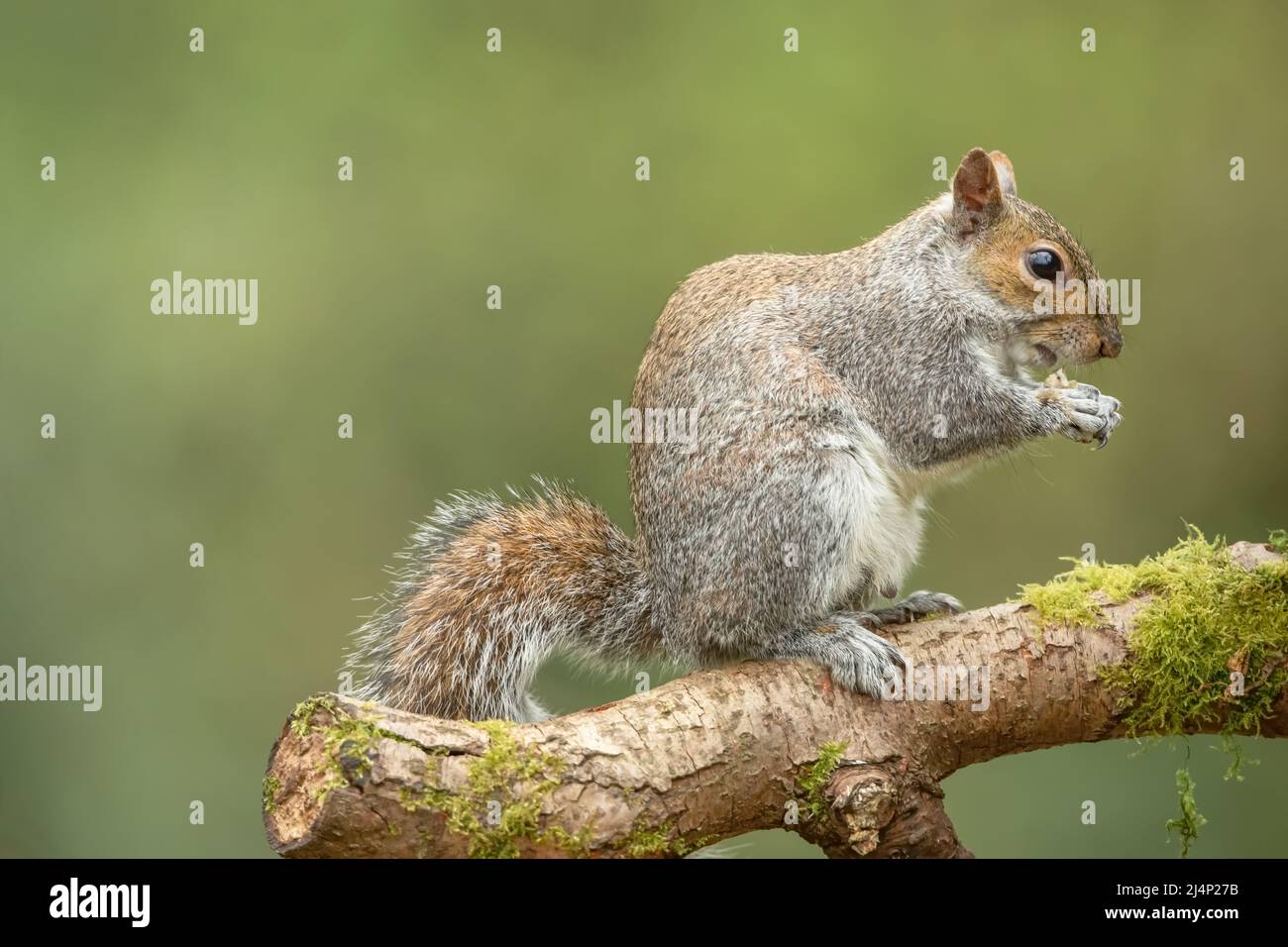Primo piano di uno scoiattolo grigio in primavera. Sab su un ramo di fronte a destra e mangiare una noce. Sfondo pulito e verde. Nome scientifico: Sciurus caroli Foto Stock