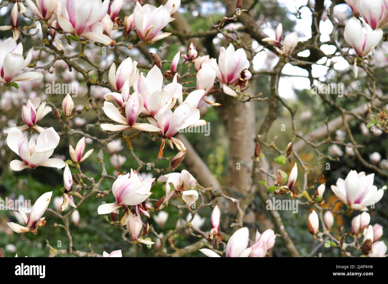 Primo piano di fiori di albero magnolia sfondo. Fioritura in primavera Foto Stock