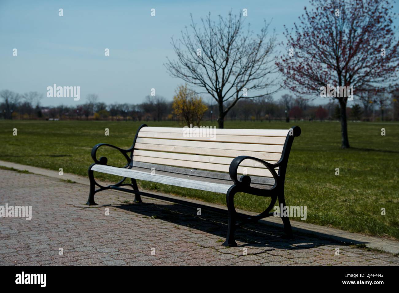 panca vuota accanto ad un prato con alberi senza frondoli in un parco Foto Stock