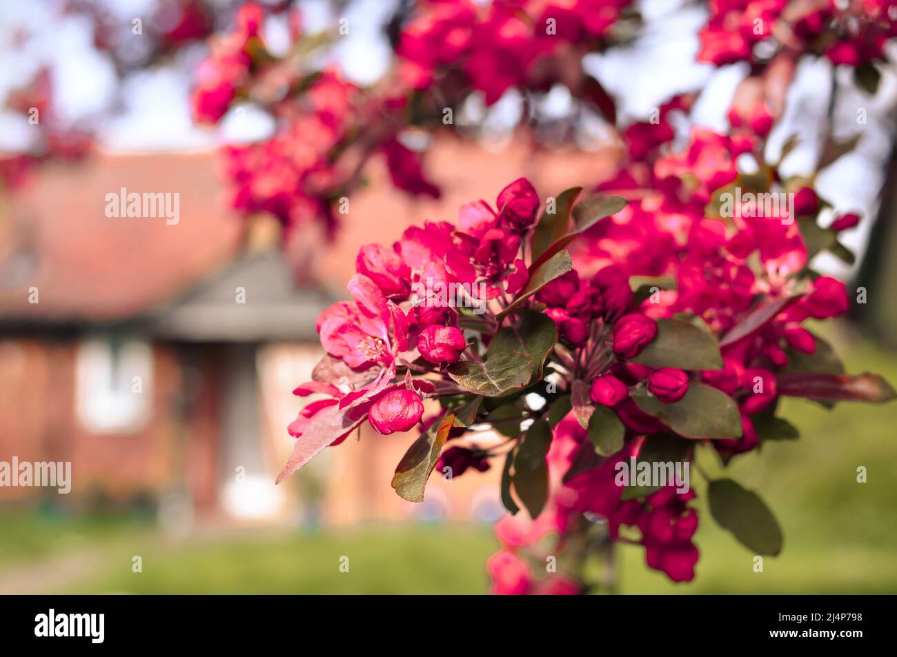 Fiore rosa fiori albero e casa inglese sullo sfondo Foto Stock