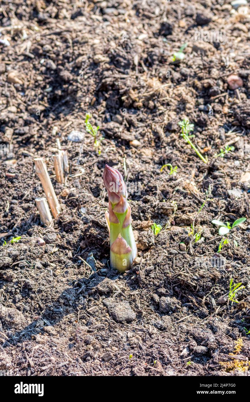 Prima apparizione di nuovi asparagi sparare in orto. Asparagi officinalis 'Gijnlim'. Foto Stock