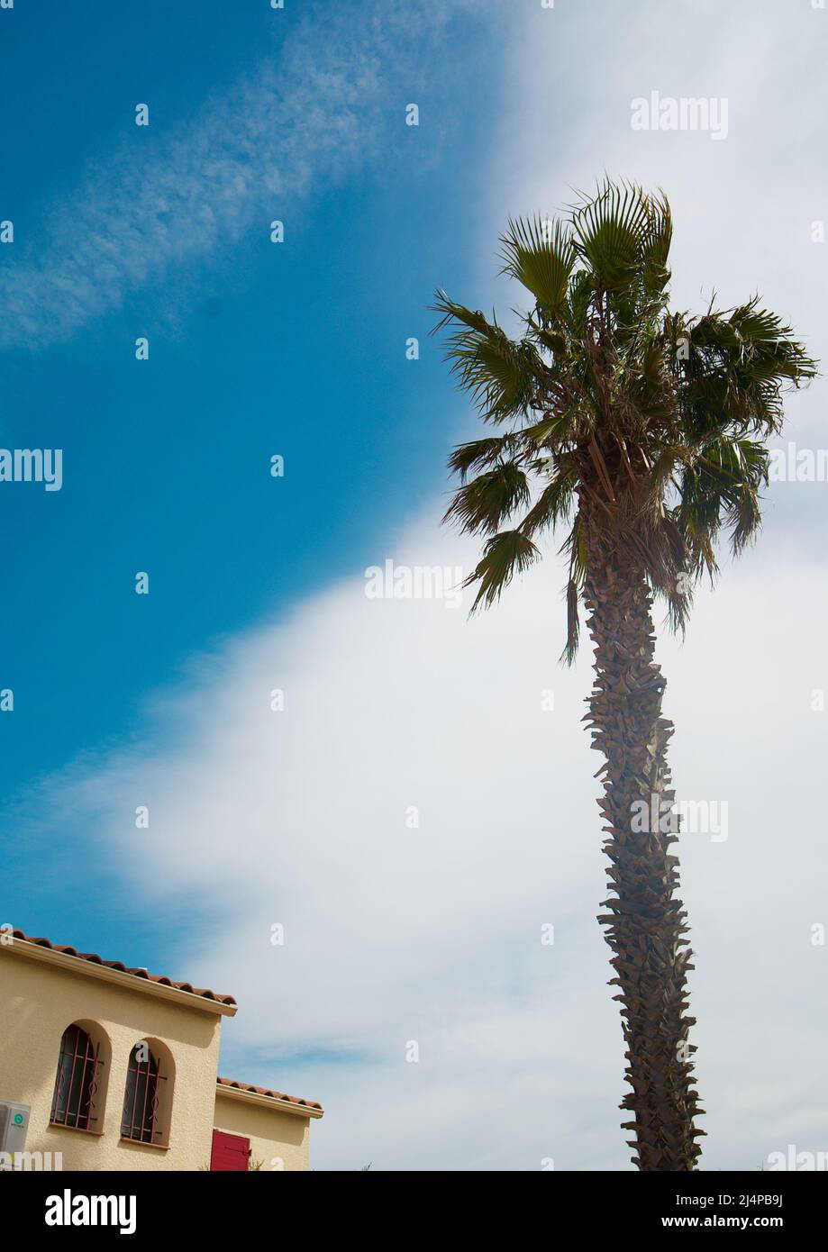 A Perpignan, Francia meridionale/meridionale, una palma è vista accanto a una villa casa in città, in una giornata di sole con un cielo blu presente. Arecaceae. Foto Stock