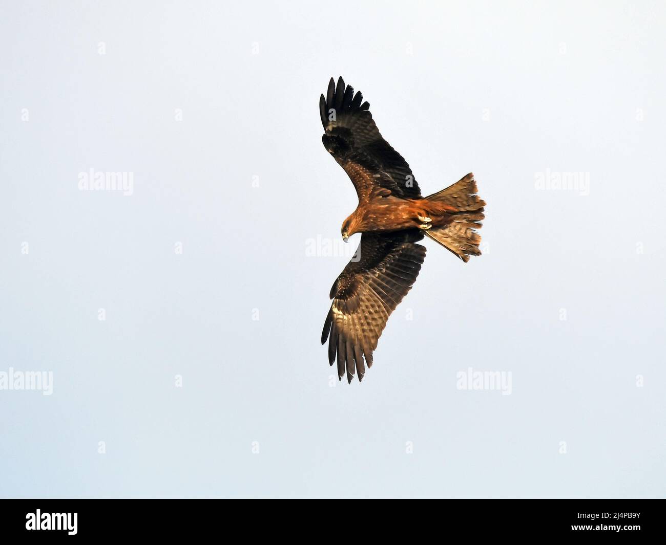 Nibbio battenti Foto Stock