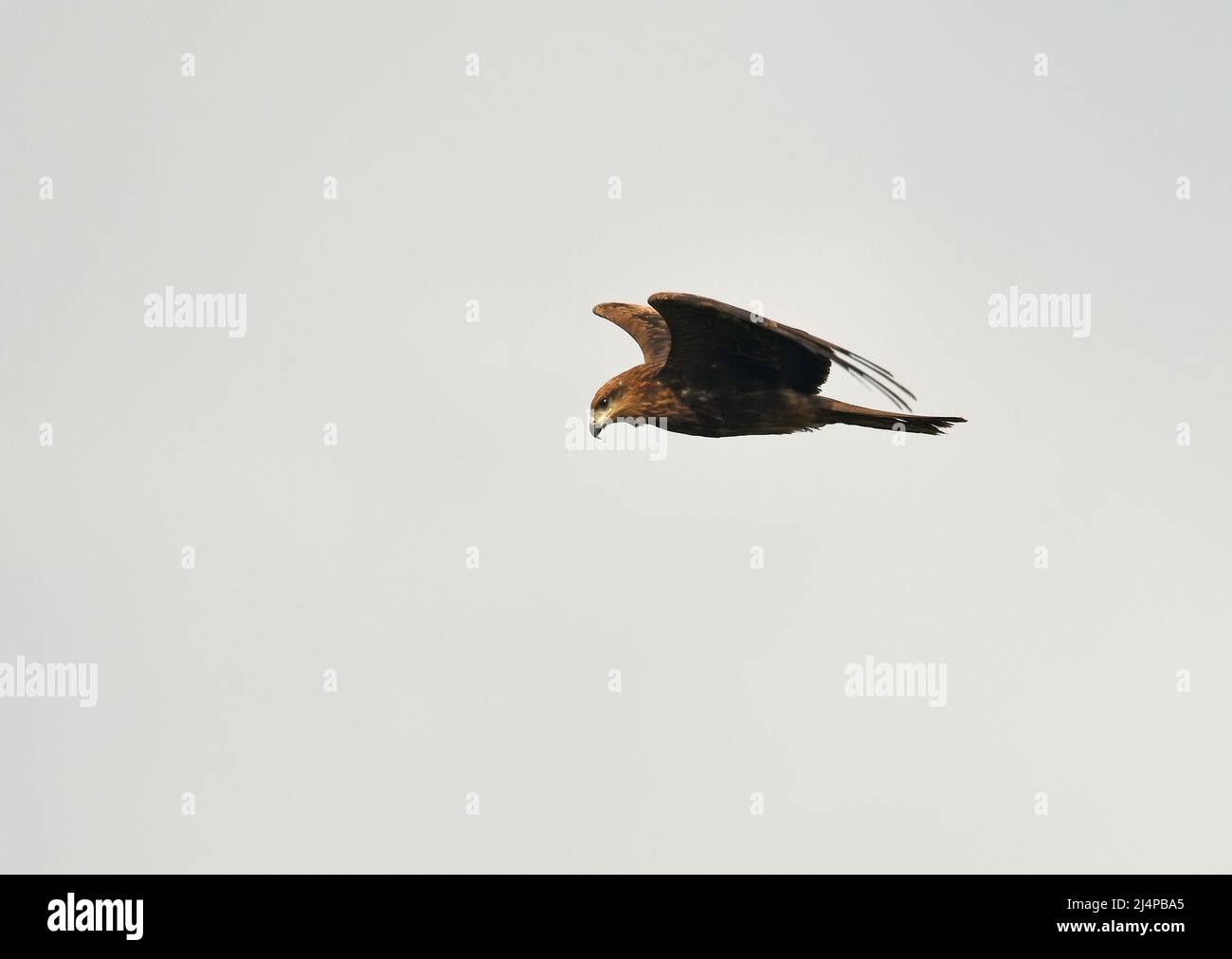 Nibbio battenti Foto Stock