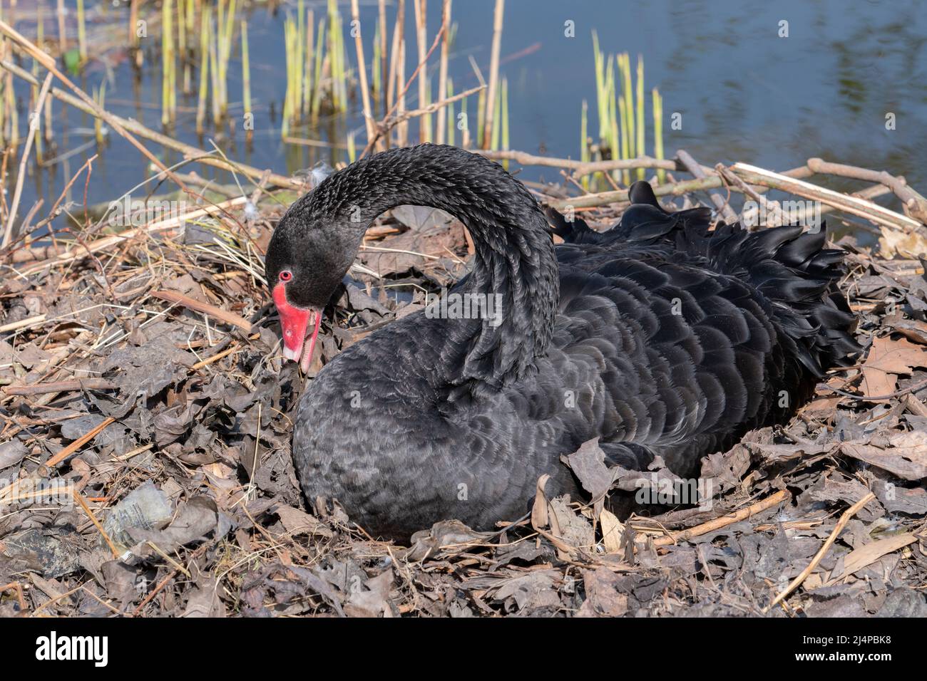 Black Swan Nesting ad Amsterdam Paesi Bassi 11-4-2022 Foto Stock