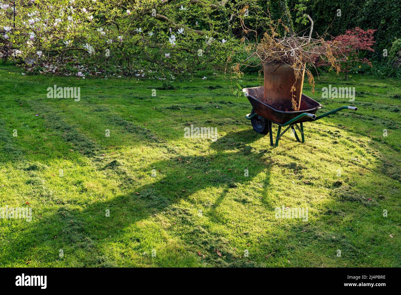 Carriola da giardino con inceneritore nel suo secchio in primavera sole. Foto Stock