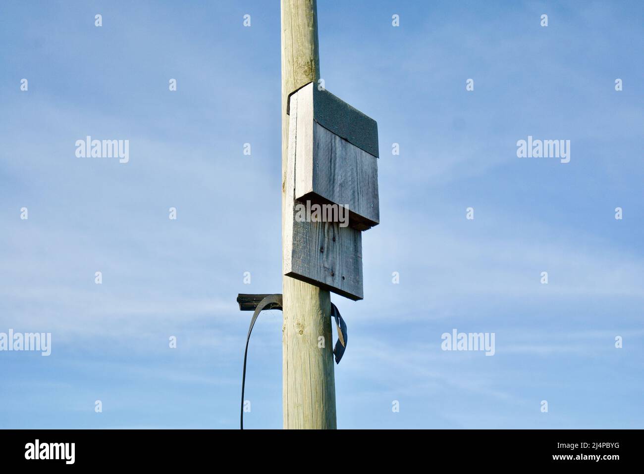 Scatole di pipistrelli in legno su un palo di legno / scatola di pipistrelli / casa faunistica / habitat naturale / scatola di pipistrelli, scatole di pipistrelli Foto Stock