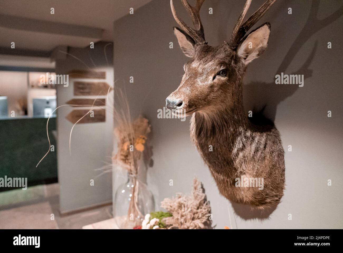 Primo piano della testa del cervo taxidermy decorata a parete in una lussuosa camera d'hotel Foto Stock