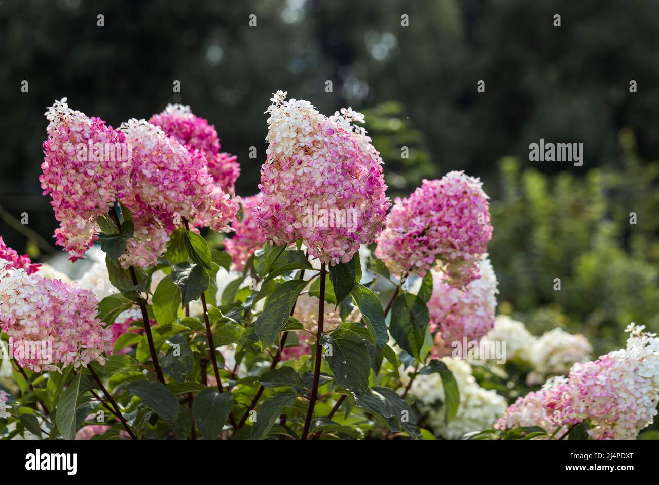 Idrangea paniculata Vanille Frise su uno stelo Foto Stock