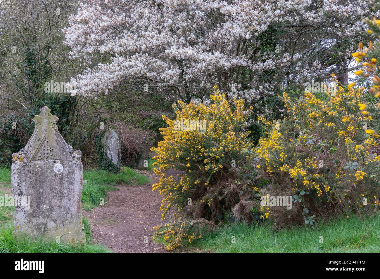 Primavera nel vecchio cimitero di Southampton Foto Stock