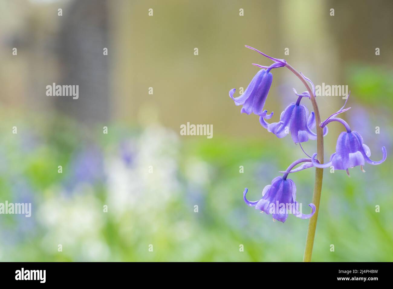 Bluebells nel vecchio cimitero di Southampton Foto Stock