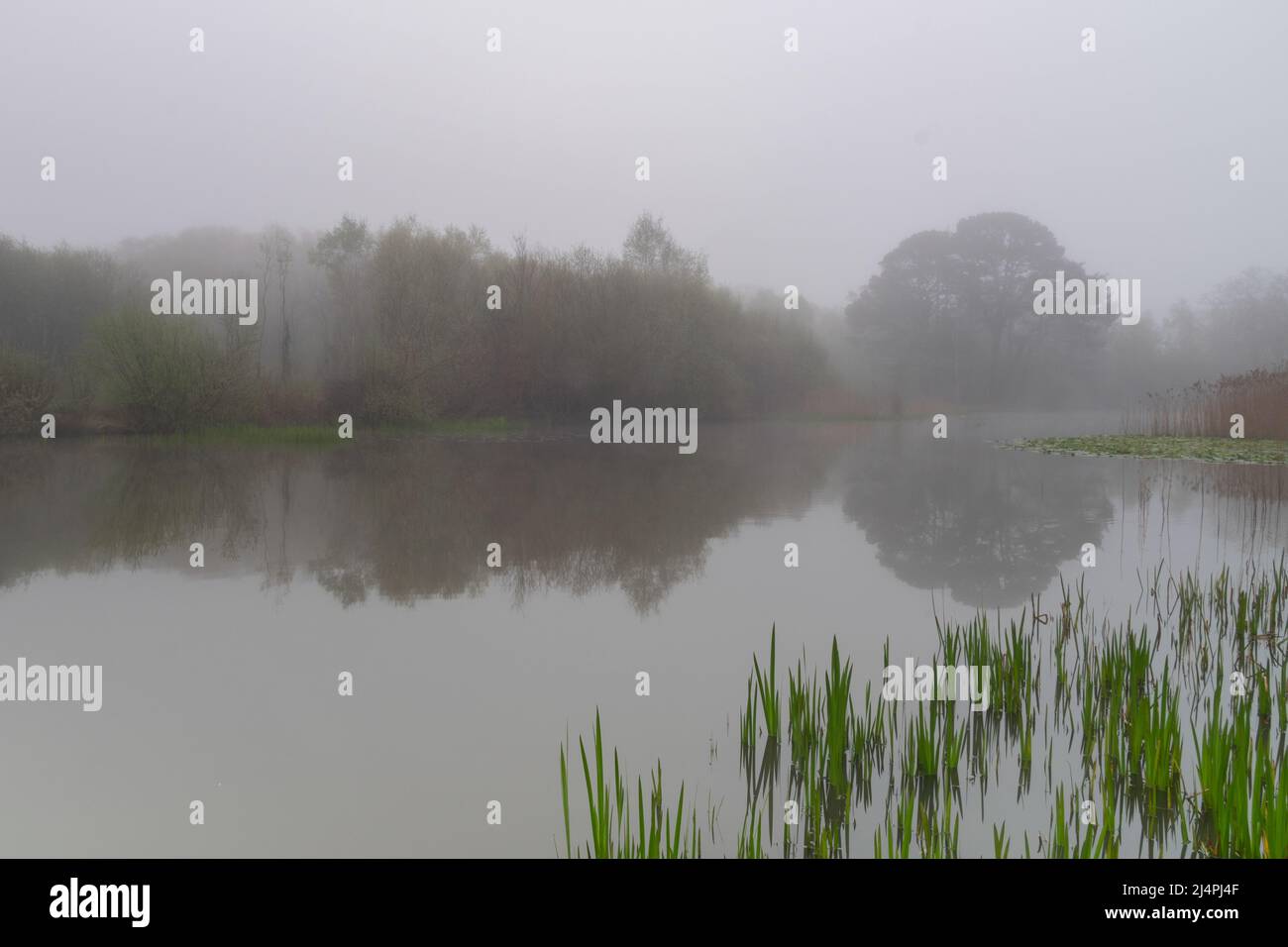 Mist su Southampton Common Foto Stock