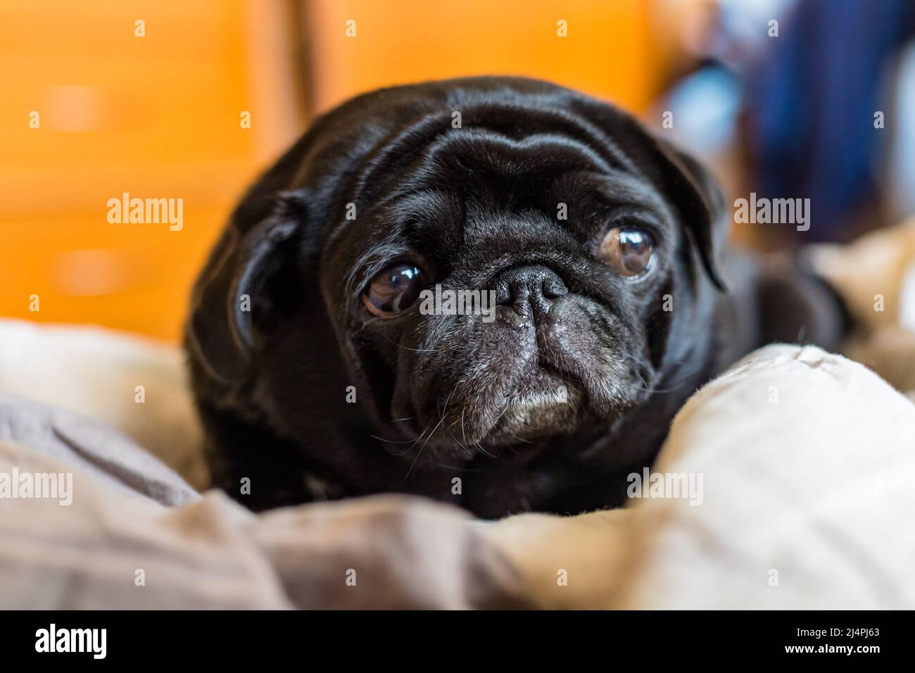 Cane nero pug che posa su biancheria da letto grigia con occhi laterali guardando sullo sfondo interno casa. Primo piano. Foto Stock