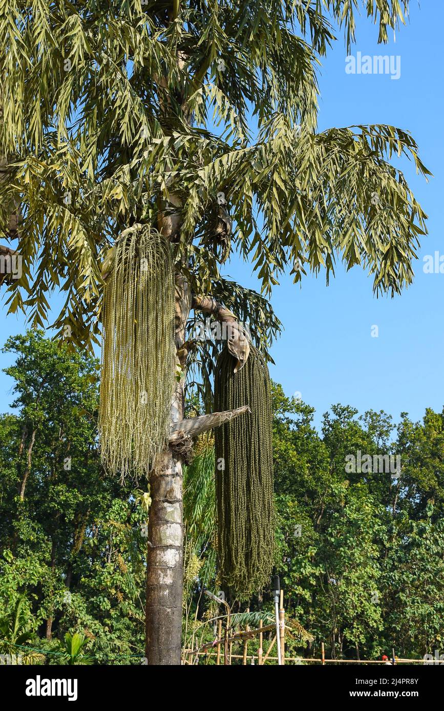 Caryota urens albero comunemente noto come Bon shupari o Fishtail palma, portare sia maschio e femmina fiori sulla stessa pianta. Foto Stock