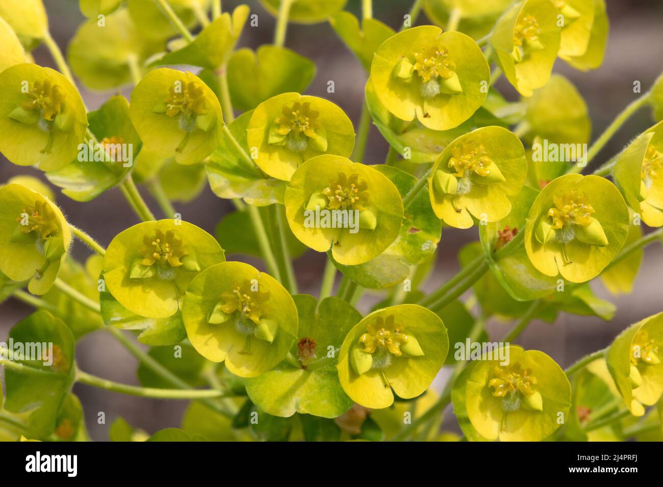 Fiore giallo Euphorbia Characias arbusto da vicino Foto Stock