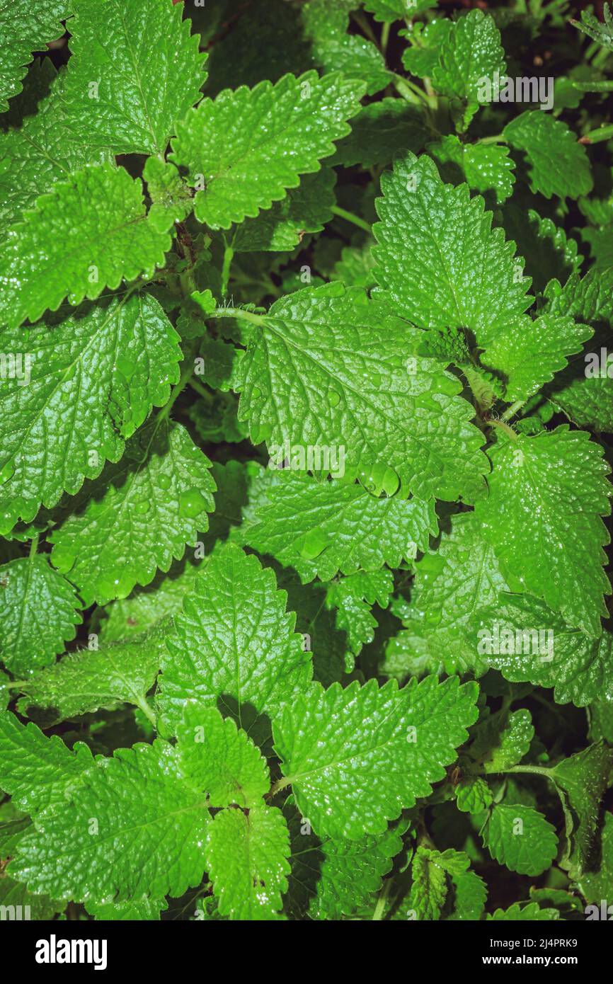 (Melissa officinalis) pianta di balsamo di limone che cresce durante la primavera, Città del Capo, Sudafrica Foto Stock