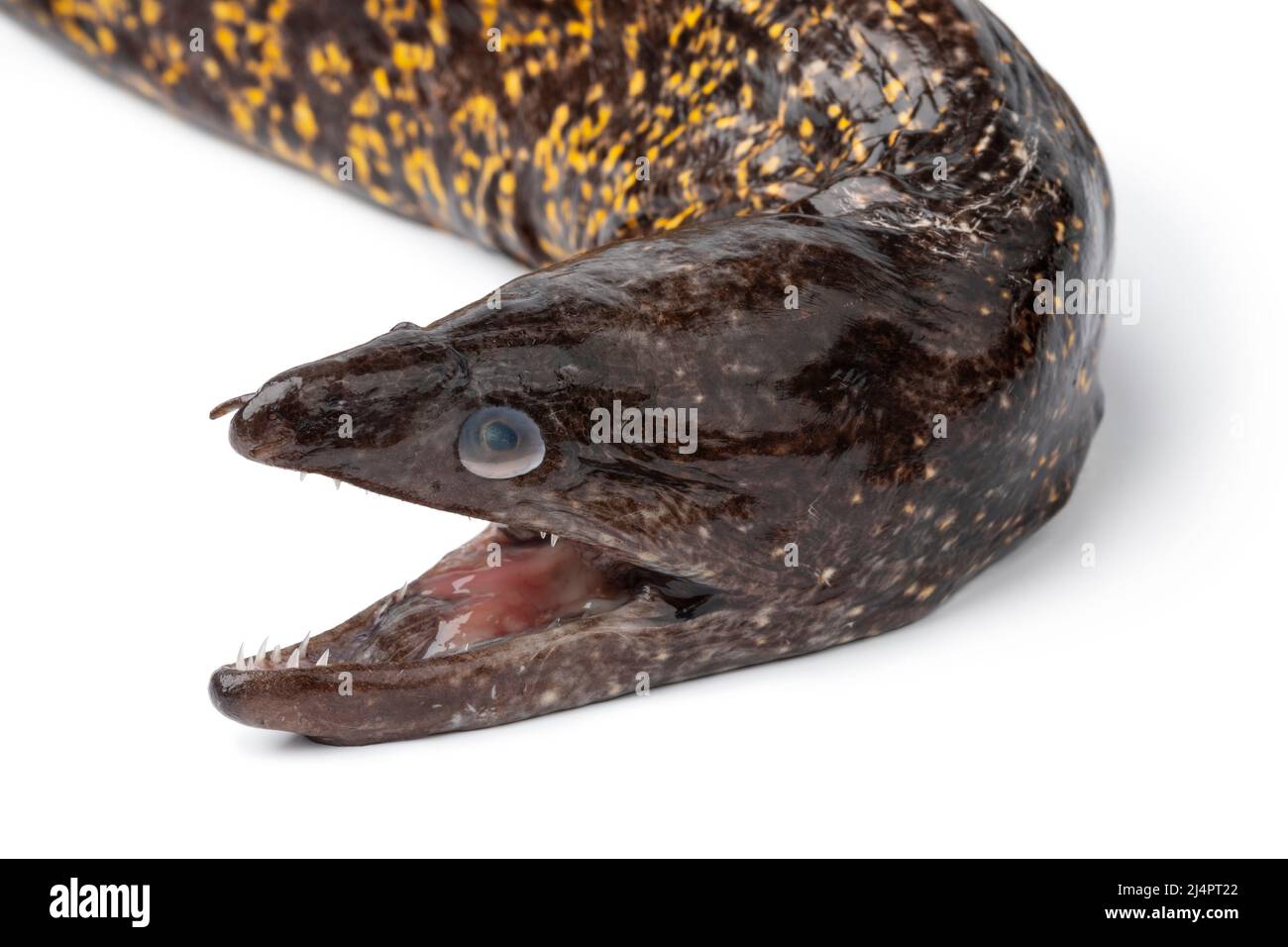 Testa di un unico anguilla fresca cruda, Muraenidae, da vicino su sfondo bianco Foto Stock