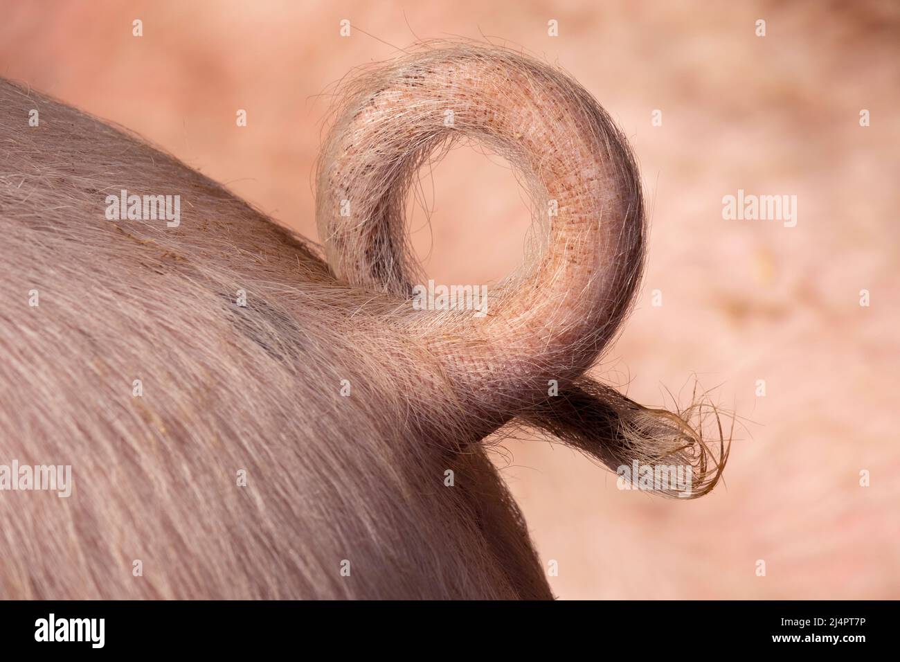 Pigtail naturale riccio peloso da vicino Foto Stock