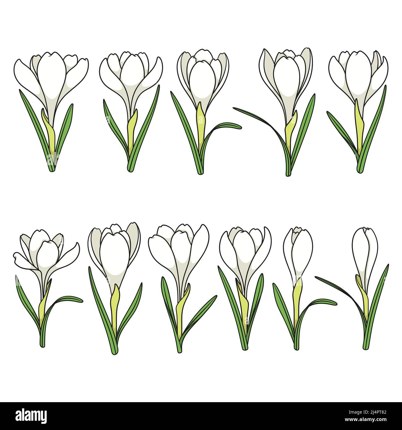 Set di illustrazioni a colori con fiori bianchi di cocco, zafferano. Oggetti vettoriali isolati su sfondo bianco. Illustrazione Vettoriale