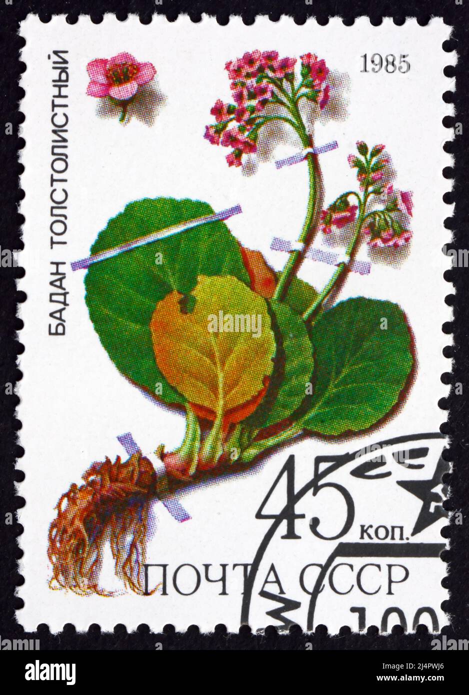 RUSSIA - CIRCA 1985: Un francobollo stampato in Russia mostra tè Siberiano, Bergenia Crassiflora Fritsch, piante medicinali della Siberia, circa 1985 Foto Stock