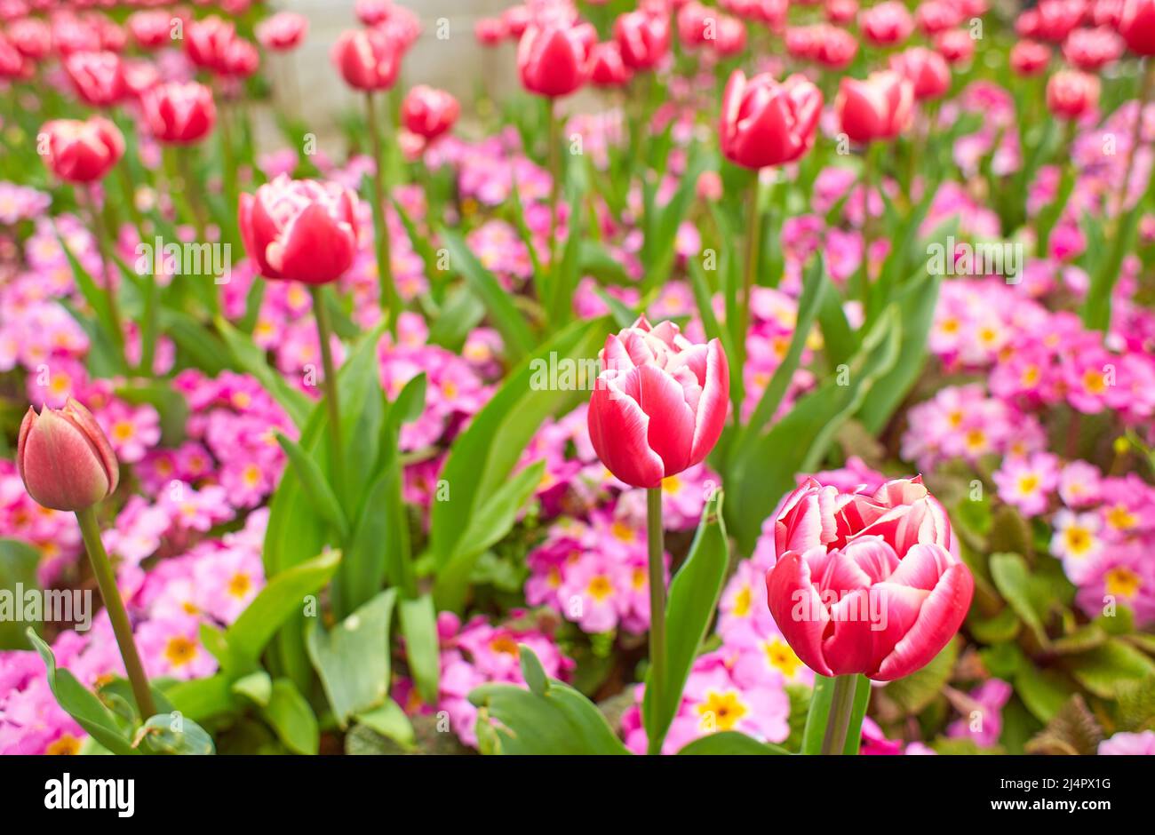 Tulipani rossi e rosa vividi con foglie verdi fioriscono in un giardino in primavera, bellissimo sfondo floreale all'aperto fotografato con soft focus. Foto Stock