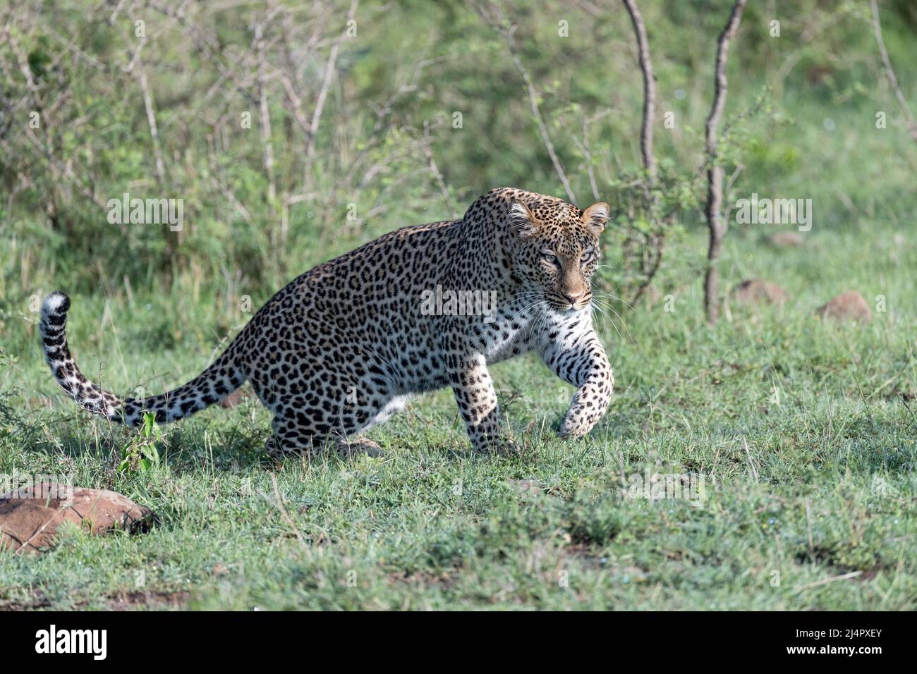 Leopardo che parte per una caccia nella savana di Massai Mara Foto Stock