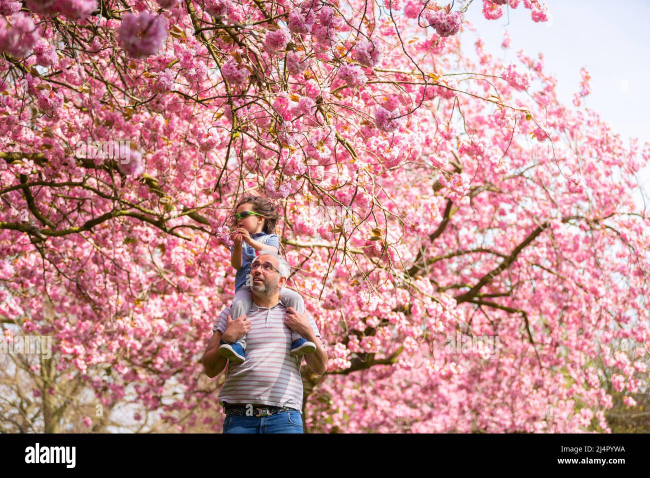 Birmingham, Regno Unito. 17th Apr 2022. Isaac Stanford, di tre anni, siede sulle spalle di papà Simon per avvicinarti alla fioritura degli alberi rosa nel suo parco locale di Birmingham, Regno Unito. Credit: Peter Lopeman/Alamy Live News Foto Stock