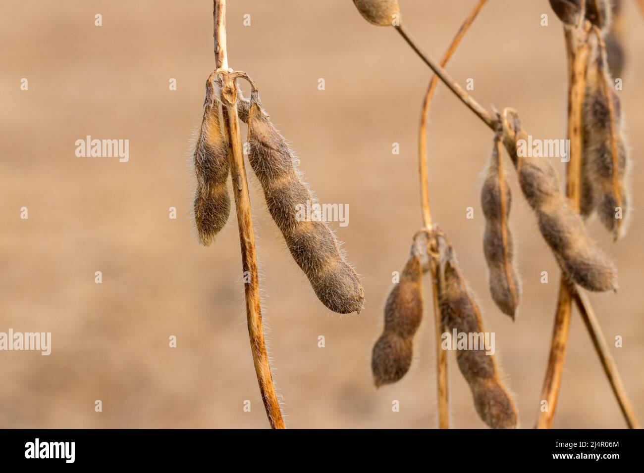 Primo piano di quattro semi di soia cialda su stelo di pianta. Concetto di agricoltura, scienza agricola e stagione autunnale del raccolto. Foto Stock
