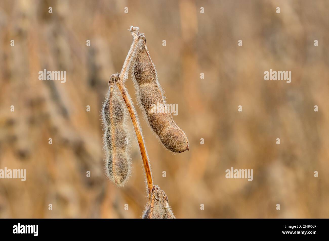 Primo piano di quattro semi di soia cialda su stelo di pianta. Concetto di agricoltura, scienza agricola e stagione autunnale del raccolto. Foto Stock