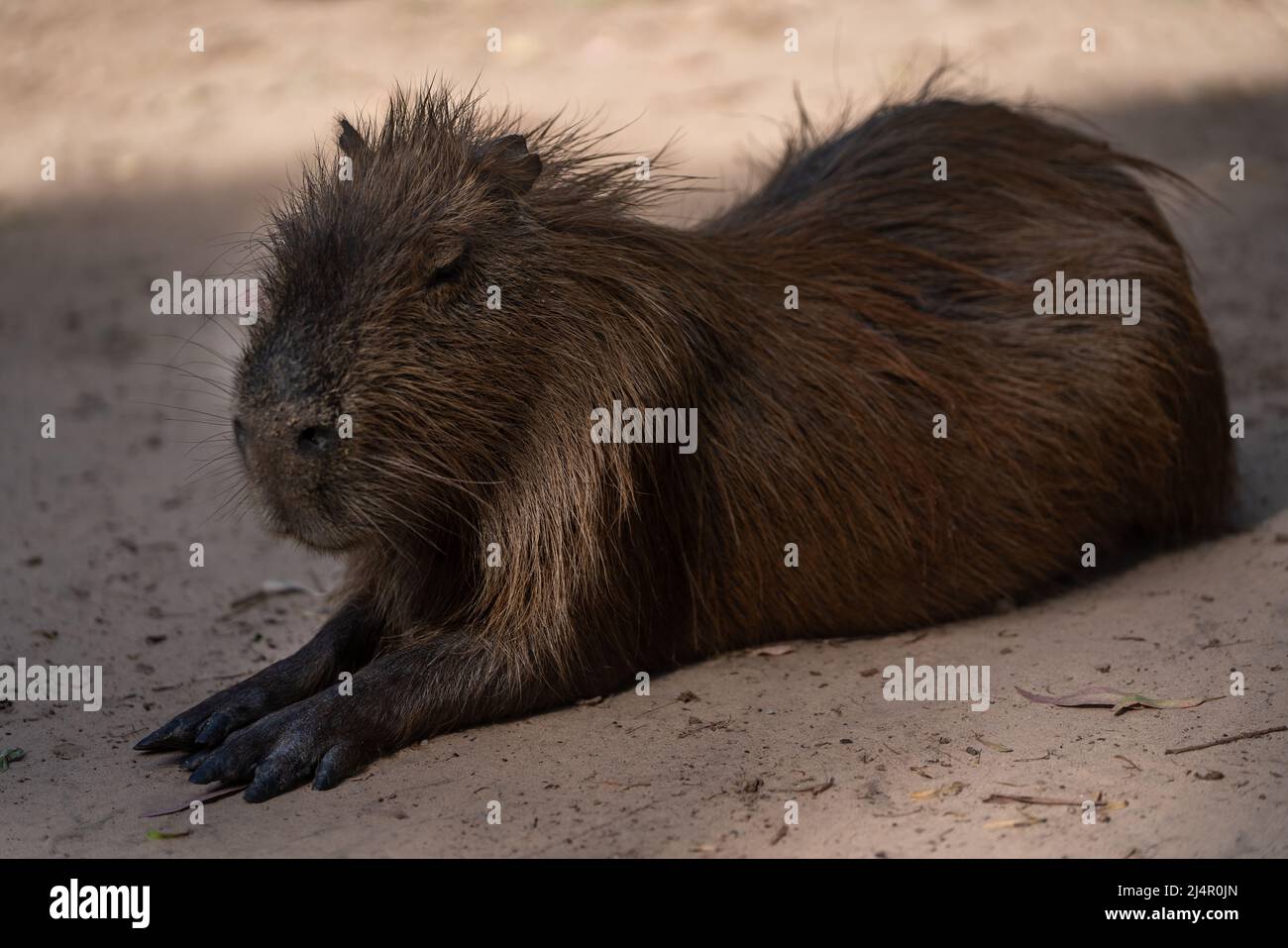 Capybara, capybara o 'Carpincho', roditore americano nel suo stato naturale Foto Stock