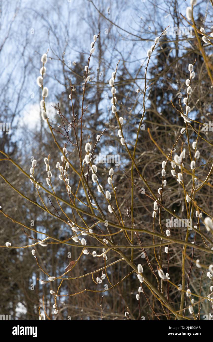 Germogli di salice bianco soffice in primavera su uno sfondo di foresta Foto Stock