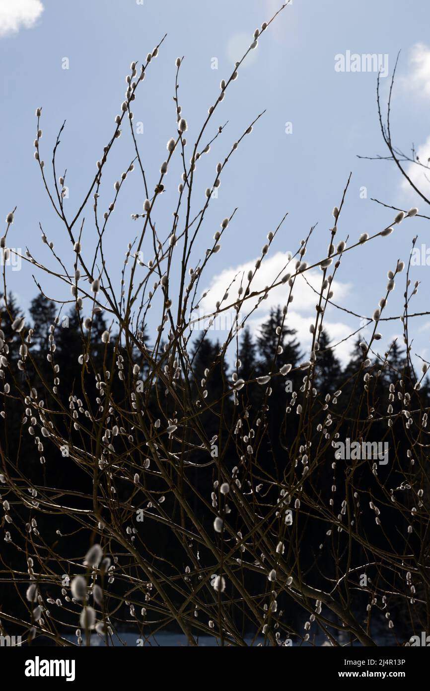 Rametti di salice primaverile con germogli bianchi nella luce solare contornata Foto Stock